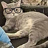 Loki is registered to the contest to win money with this photo: animal, cat, closeup, cozy, cute, digital_overlay, ears, feline, funny, glasses, gray_cat, home, indoor, lying_down, pet, portrait, relaxed, resting, tail, whiskers