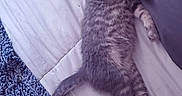 Loki is registered to the contest to win money with this photo: animal, bed, blue_blanket, cat, cozy, cute, feline, fluffy, fur, gray_pillow, indoor, kitten, lying_down, pet, relaxed, resting, sleeping, tabby, whiskers, white_bedspread
