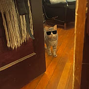 Loki joined the competition — help win amazing prizes! animal, black, brown, cat, chair, cozy, curtain, cushion, cute, door, fabric, furniture, gray, home, indoor, orange, pet, sunglasses, walking, wooden_floor