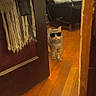 animal, black, brown, cat, chair, cozy, curtain, cushion, cute, door, fabric, furniture, gray, home, indoor, orange, pet, sunglasses, walking, wooden_floor