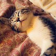 Mochi is registered to the contest to win money with this photo: cat, sleeping, glasses_filter, blanket, patterned_fabric, indoor, cozy, cute, pet, fur, whiskers, relaxed, resting, closeup, domestic_cat, bed, soft, adorable, animal, nap