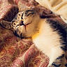 cat, sleeping, glasses_filter, blanket, patterned_fabric, indoor, cozy, cute, pet, fur, whiskers, relaxed, resting, closeup, domestic_cat, bed, soft, adorable, animal, nap