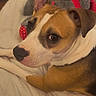 Chichi is registered to the contest to win money with this photo: dog, bed, blanket, plush_toy, brown_and_white_dog, pet, indoor, cozy, resting, curious, ear_up, fur, animal, companion, human_hand, soft_lighting, looking_away, domestic_animal, cute, relaxed