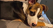 Chichi is registered to the contest to win money with this photo: puppy, dog, bed, blanket, indoor, pet, resting, ears, brown, white, black, fur, cute, animal, lying_down, looking_away, cozy, home, quilt, young_dog