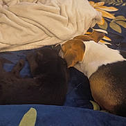 Chichi joined the competition — help win amazing prizes! cat, dog, blanket, bed, sleeping, cozy, animal, pet, resting, fur, snuggling, indoor, comfort, friendship, blue, floral_pattern, brown, black, white, beige