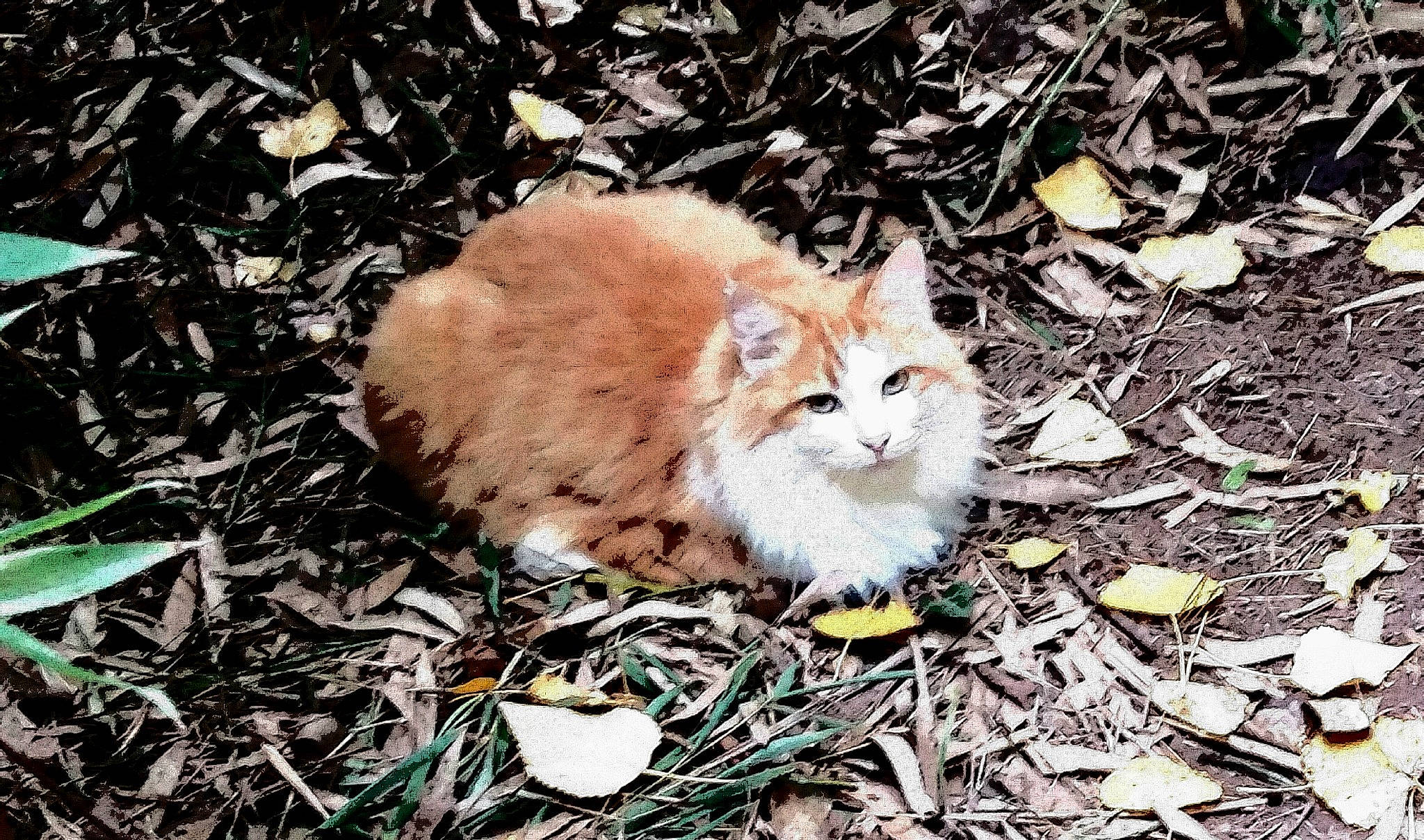 Coquine participe au concours pour gagner de l'argent avec cette photo : carnivore, cat, fawn, felidae, fur, grass, groundcover, plant, sitting, small_to_medium_sized_cats, snout, soil, tail, terrestrial_animal, whiskers, wildlife, wood