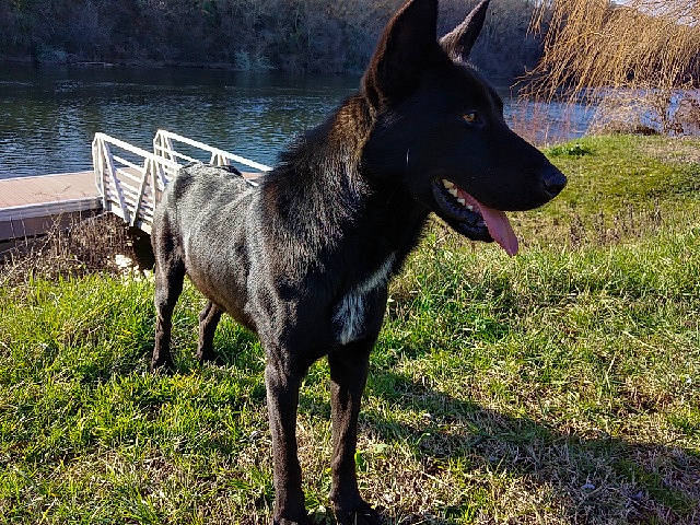 Rocky a rejoint le concours — aidez-le/la à gagner de superbes lots ! canidae, carnivore, collar, dog, dog_breed, dog_supply, east_european_shepherd, grass, guard_dog, herding_dog, lake, plant, snout, sporting_group, tail, terrestrial_animal, tree, water, working_animal, working_dog