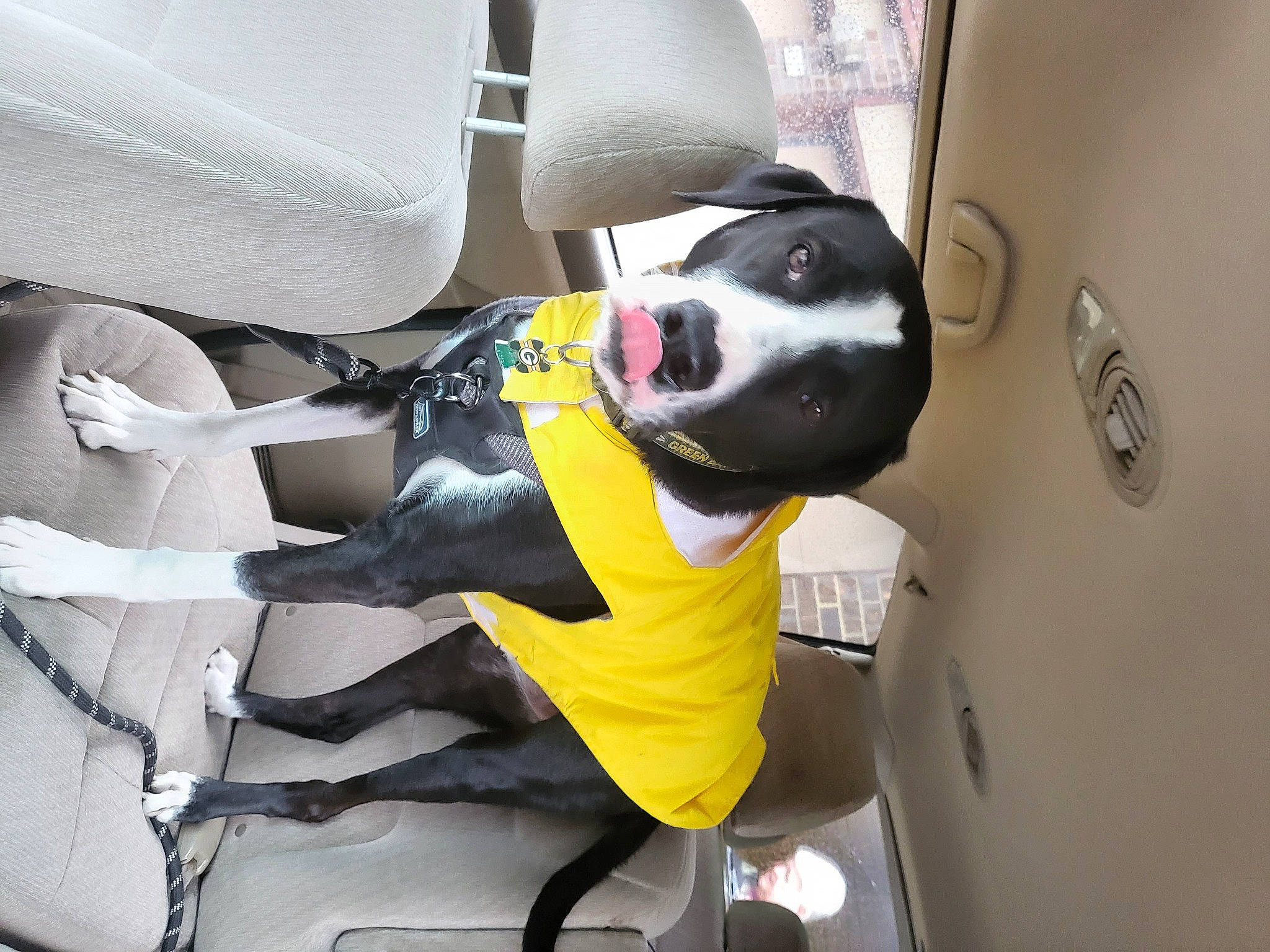Baker is registered to the contest to win money with this photo: auto_part, automotive_design, automotive_exterior, automotive_wheel_system, canidae, car, car_seat, car_seat_cover, carnivore, comfort, companion_dog, dog, dog_breed, family_car, luxury_vehicle, motor_vehicle, sporting_group, thigh, vehicle, vehicle_door