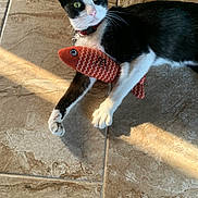 Frida joined the competition — help win amazing prizes! animal, black_and_white, cat, collar, cute, domestic_cat, feline, fish_toy, floor, indoor, paws, pet, playful, relaxed, shadow, sunlight, tile_floor, toy, tuxedo_cat, whiskers
