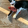 animal, black_and_white, cat, collar, cute, domestic_cat, feline, fish_toy, floor, indoor, paws, pet, playful, relaxed, shadow, sunlight, tile_floor, toy, tuxedo_cat, whiskers