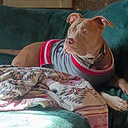 Jake joined the competition — help win amazing prizes! animal, blanket, brown_dog, comfort, couch, cozy, decor, dog, family, framed_art, furniture, home, indoor, pet, portrait, relaxed, seated, sunlight, sweater, wooden_sign