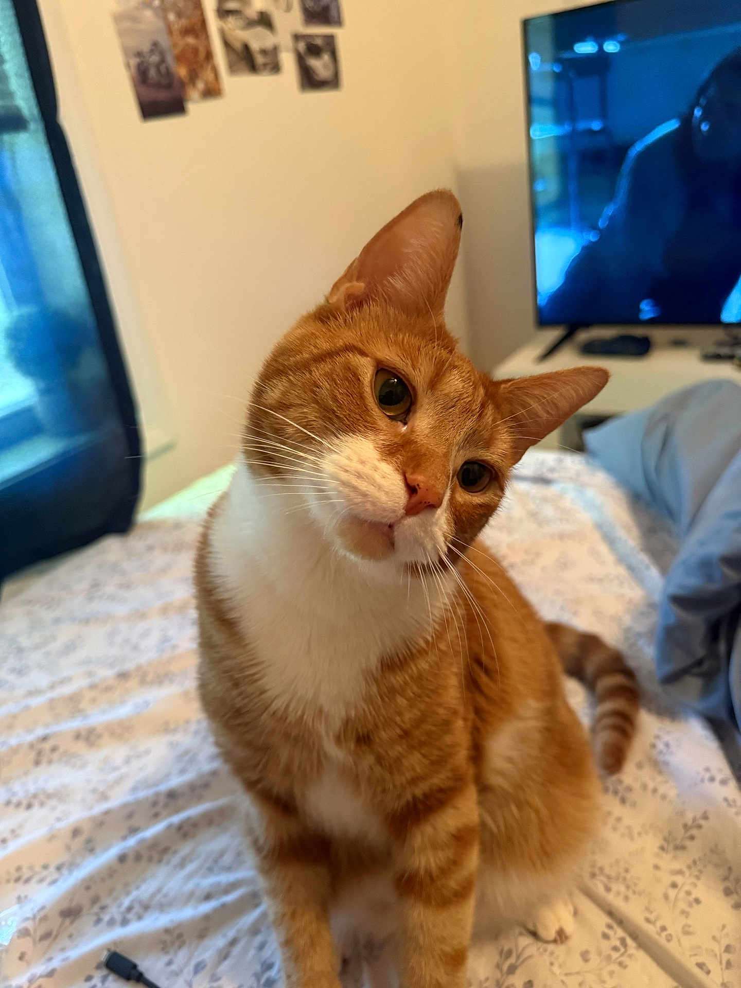 Toast joined the competition — help win amazing prizes! cat, orange_cat, white_cat, pet, indoor, bed, bedding, curtains, television, furniture, animal, cute, fur, whiskers, ears, tail, home, cozy, portrait, domestic_cat