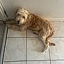 animal, canine, companion, curly_fur, cute, dog, domestic, floor, friendly, fur, happy, indoor, light_brown, looking_up, lying_down, mouth_open, pet, relaxed, tile, wall