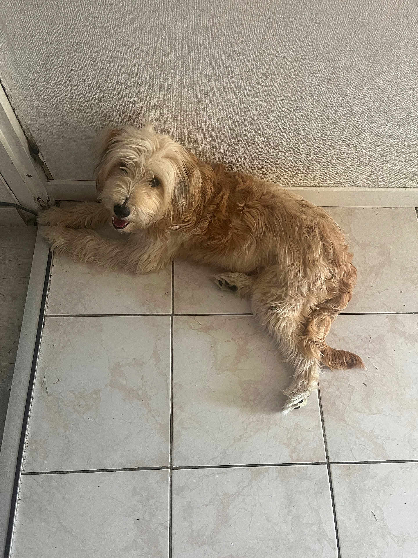 Mahori a rejoint le concours — aidez-le/la à gagner de superbes lots ! animal, canine, companion, curly_fur, cute, dog, domestic, floor, friendly, fur, happy, indoor, light_brown, looking_up, lying_down, mouth_open, pet, relaxed, tile, wall