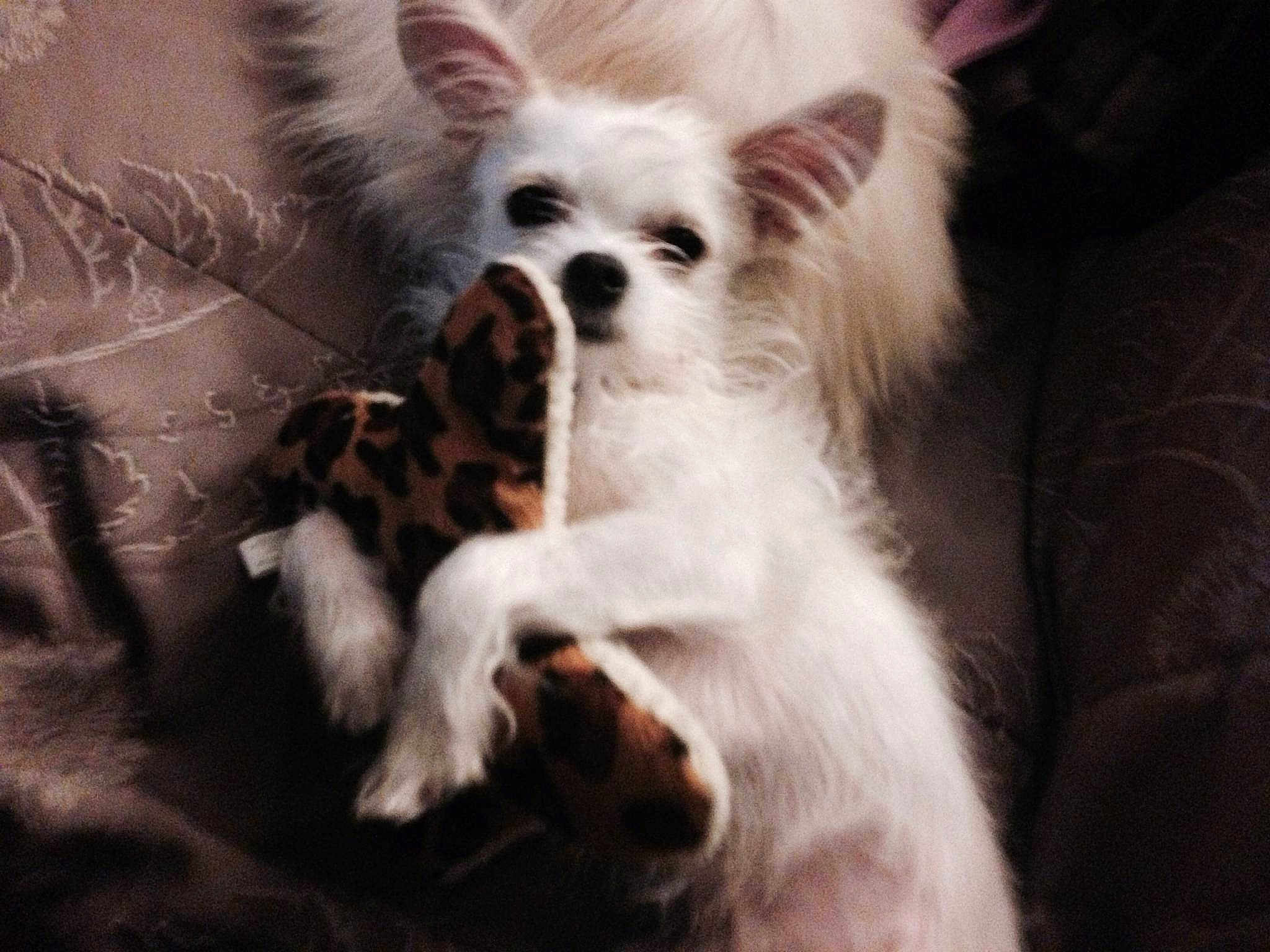 Sparky