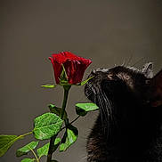 Tanuki a rejoint le concours — aidez-le/la à gagner de superbes lots ! black_cat, rose, flower, plant, green_leaves, pet, animal, whiskers, nature, close_up, portrait, indoor, still_life, dark_background, soft_light, curious, feline, botanical, stem, sensory