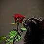 black_cat, rose, flower, plant, green_leaves, pet, animal, whiskers, nature, close_up, portrait, indoor, still_life, dark_background, soft_light, curious, feline, botanical, stem, sensory