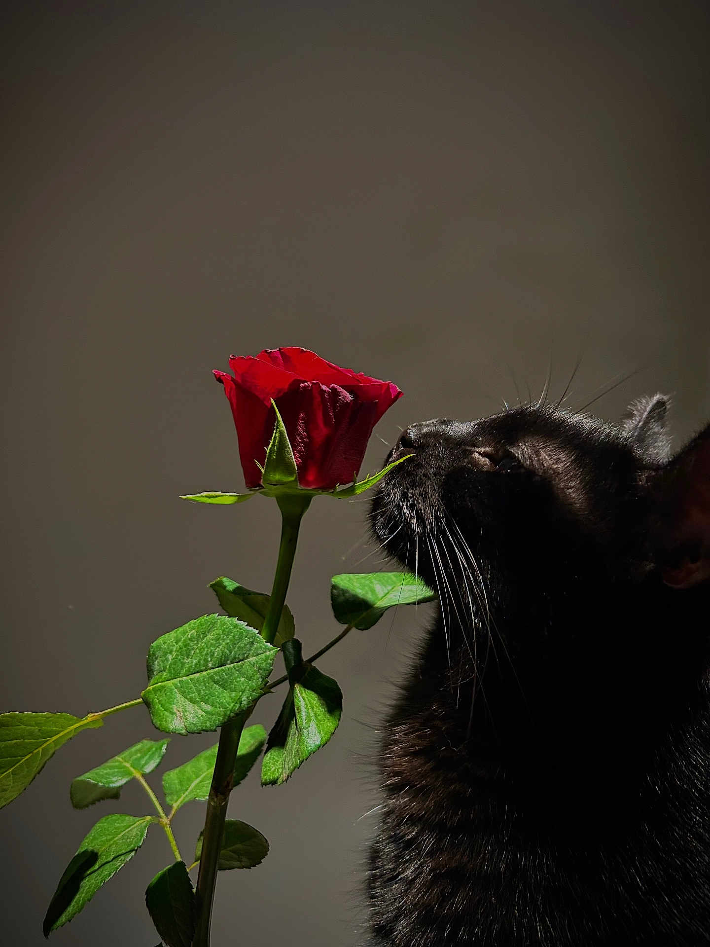 Tanuki a rejoint le concours — aidez-le/la à gagner de superbes lots ! black_cat, rose, flower, plant, green_leaves, pet, animal, whiskers, nature, close_up, portrait, indoor, still_life, dark_background, soft_light, curious, feline, botanical, stem, sensory