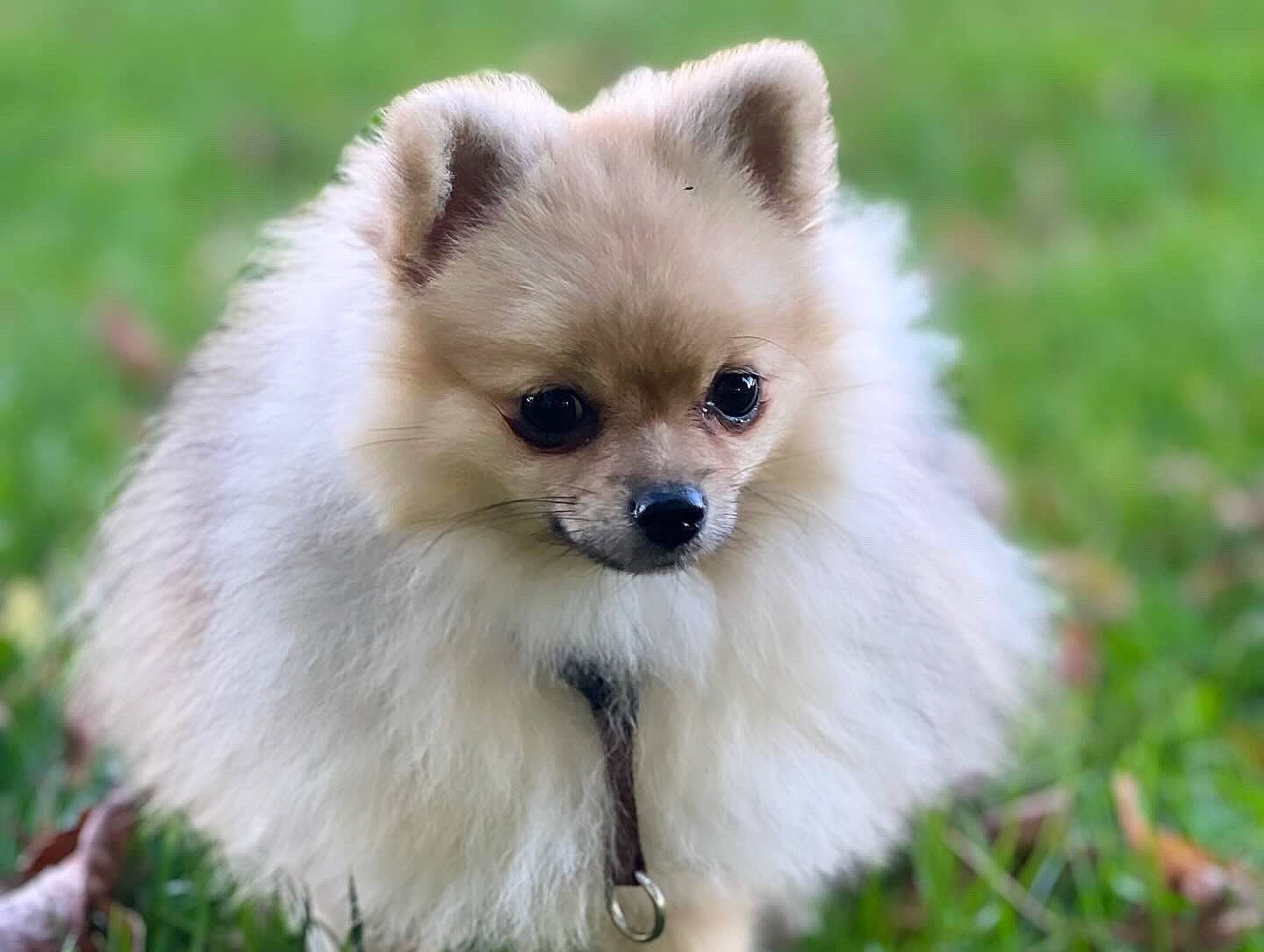 Ulysse a rejoint le concours — aidez-le/la à gagner de superbes lots ! ancient_dog_breeds, canidae, carnivore, companion_dog, dog, dog_breed, eye, fawn, fur, german_spitz, german_spitz_klein, german_spitz_mittel, grass, snout, spitz, terrestrial_animal, toy_dog, volpino_italiano, whiskers, working_animal