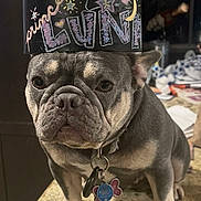 Luna is registered to the contest to win money with this photo: animal, black, brown, canine, close_up, collar, crown, cute, dog, expression, french_bulldog, indoor, kitchen_counter, messy_background, paper_crown, pet, pet_accessory, portrait, standing, tags