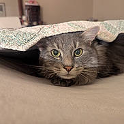 Padamae joined the competition — help win amazing prizes! cat, gray_cat, tabby, quilt, blanket, bed, indoor, pet, whiskers, fur, ears, eyes, cute, cozy, resting, lying_down, feline, animal, domestic_animal, curious