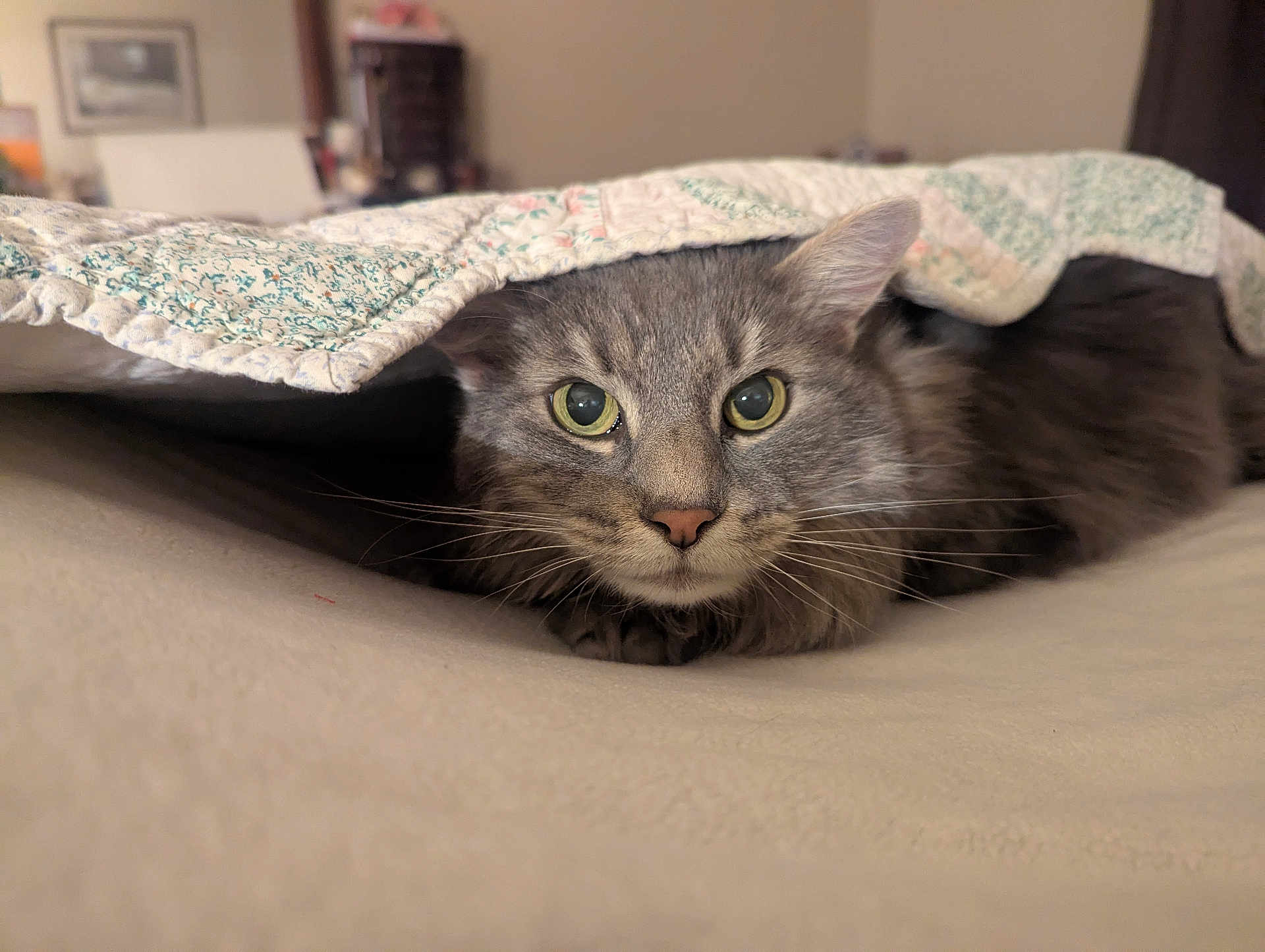 Padamae joined the competition — help win amazing prizes! cat, gray_cat, tabby, quilt, blanket, bed, indoor, pet, whiskers, fur, ears, eyes, cute, cozy, resting, lying_down, feline, animal, domestic_animal, curious