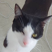 Asriel participe au concours pour gagner de l'argent avec cette photo : abyssinian, accessories, angora, animal, blackcat, cat, kitten, leash, manx, pet, siamese, strap