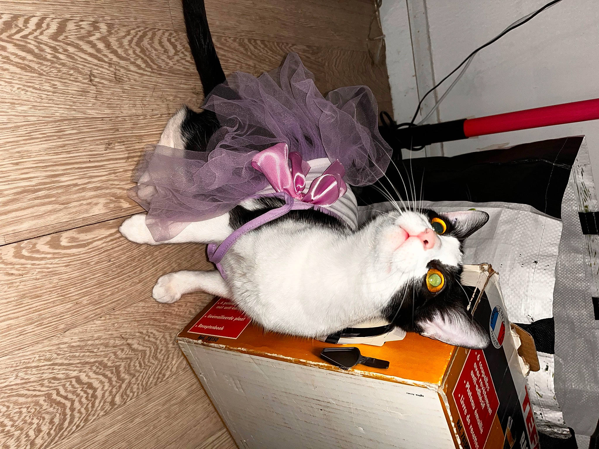 Zia a rejoint le concours — aidez-le/la à gagner de superbes lots ! box, carmine, carnivore, carton, cat, event, feather, felidae, fur, hardwood, household_supply, paper, paper_product, shipping_box, small_to_medium_sized_cats, tail, toy, whiskers