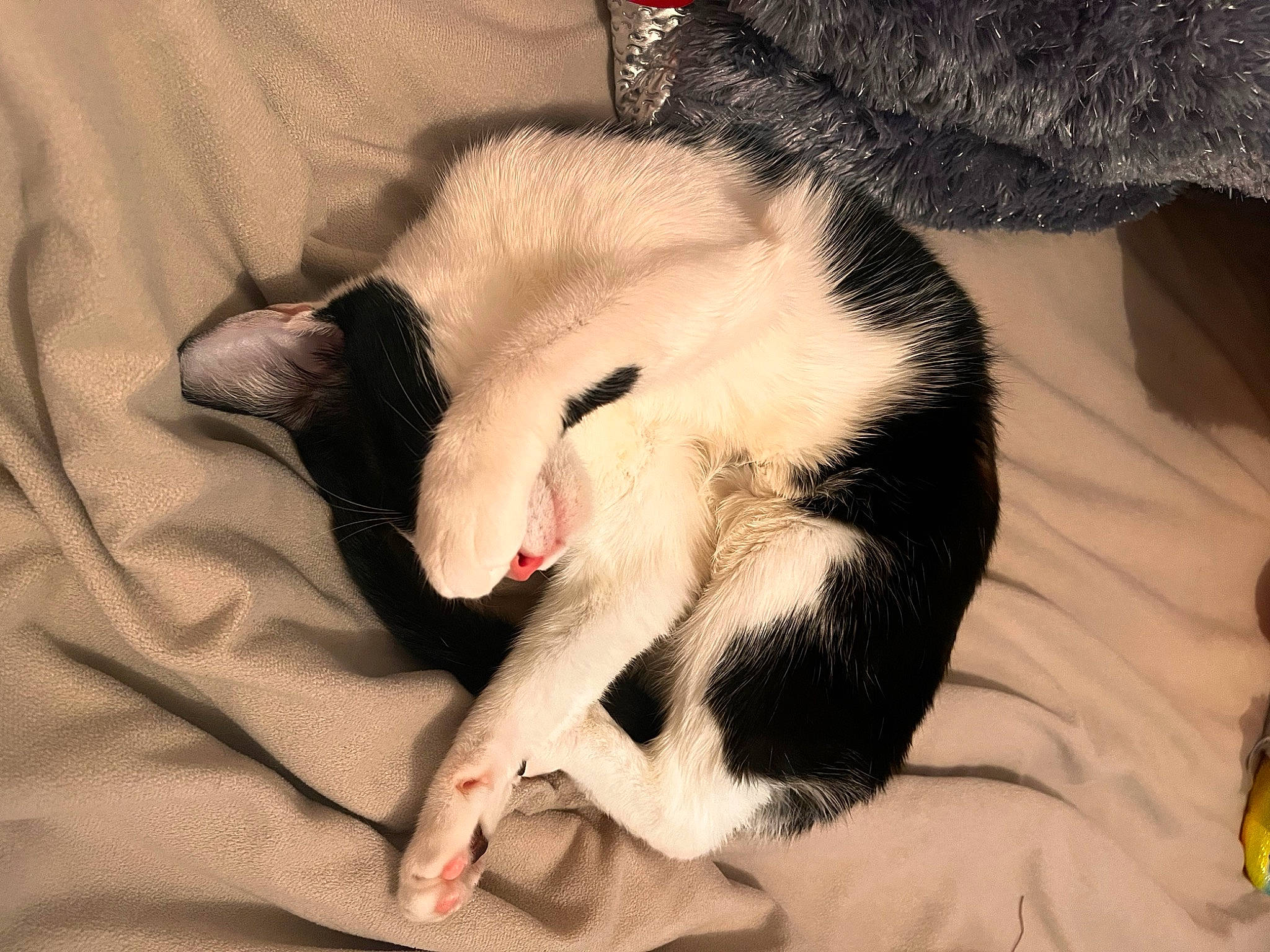 Zia a rejoint le concours — aidez-le/la à gagner de superbes lots ! carmine, carnivore, cat, cat_supply, claw, comfort, domestic_short_haired_cat, fang, felidae, fur, linens, nap, paw, small_to_medium_sized_cats, snout, tail, whiskers