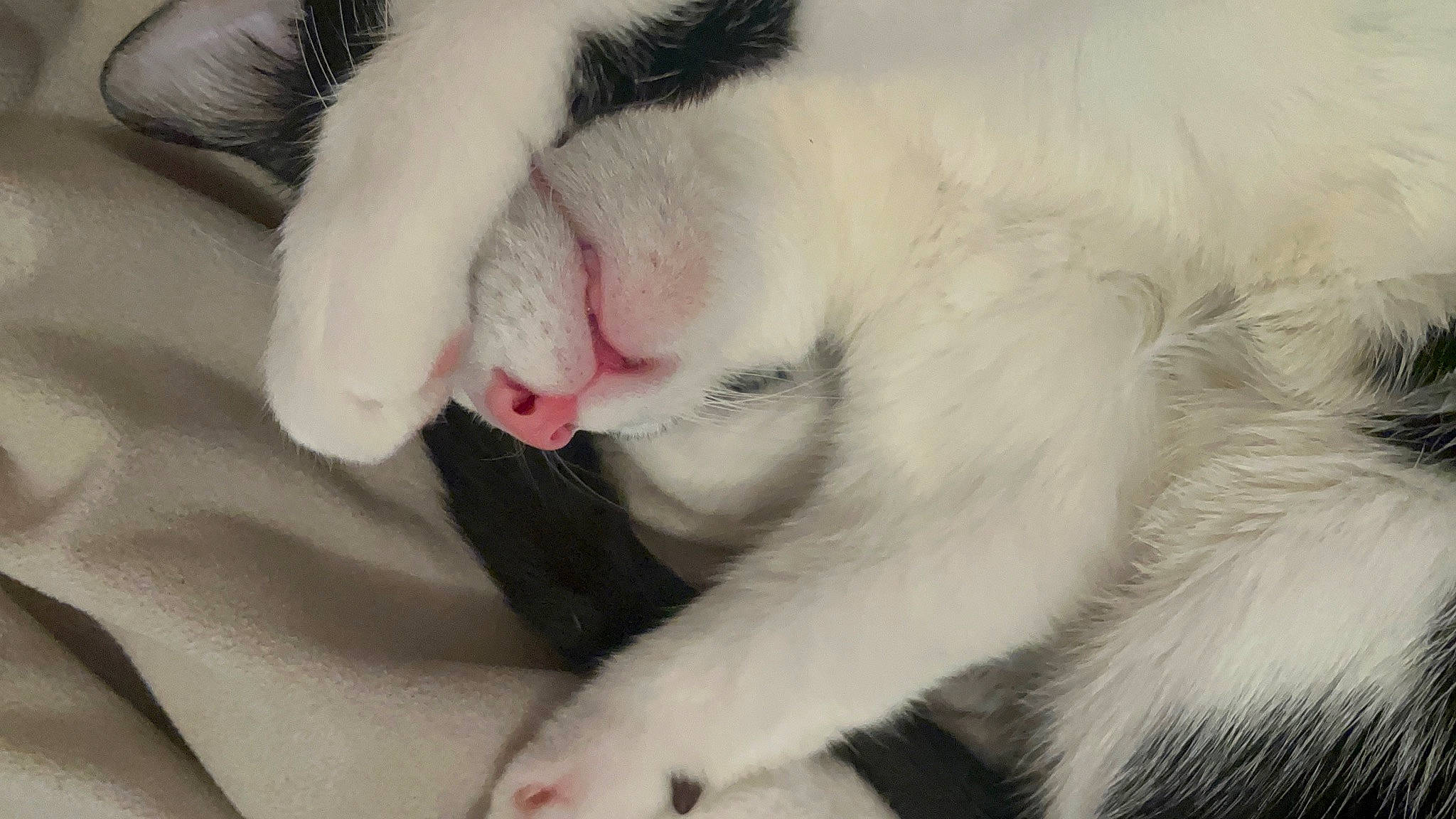 Zia participe au concours pour gagner de l'argent avec cette photo : carnivore, cat, claw, comfort, domestic_short_haired_cat, ear, eyelash, fang, felidae, fur, nap, nose, paw, small_to_medium_sized_cats, snout, tail, whiskers