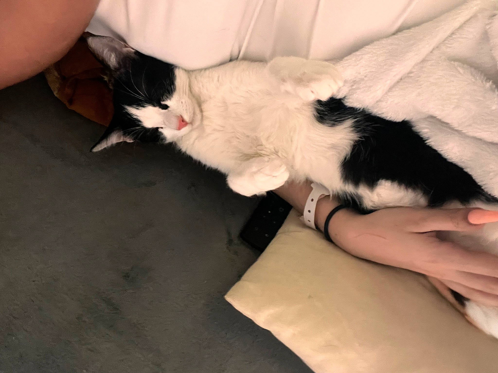 Zia a rejoint le concours — aidez-le/la à gagner de superbes lots ! carnivore, cat, comfort, companion_dog, dog_breed, felidae, finger, foot, gesture, hand, human_leg, knee, lap, leg, nail, small_to_medium_sized_cats, tail, thigh, whiskers, wrist