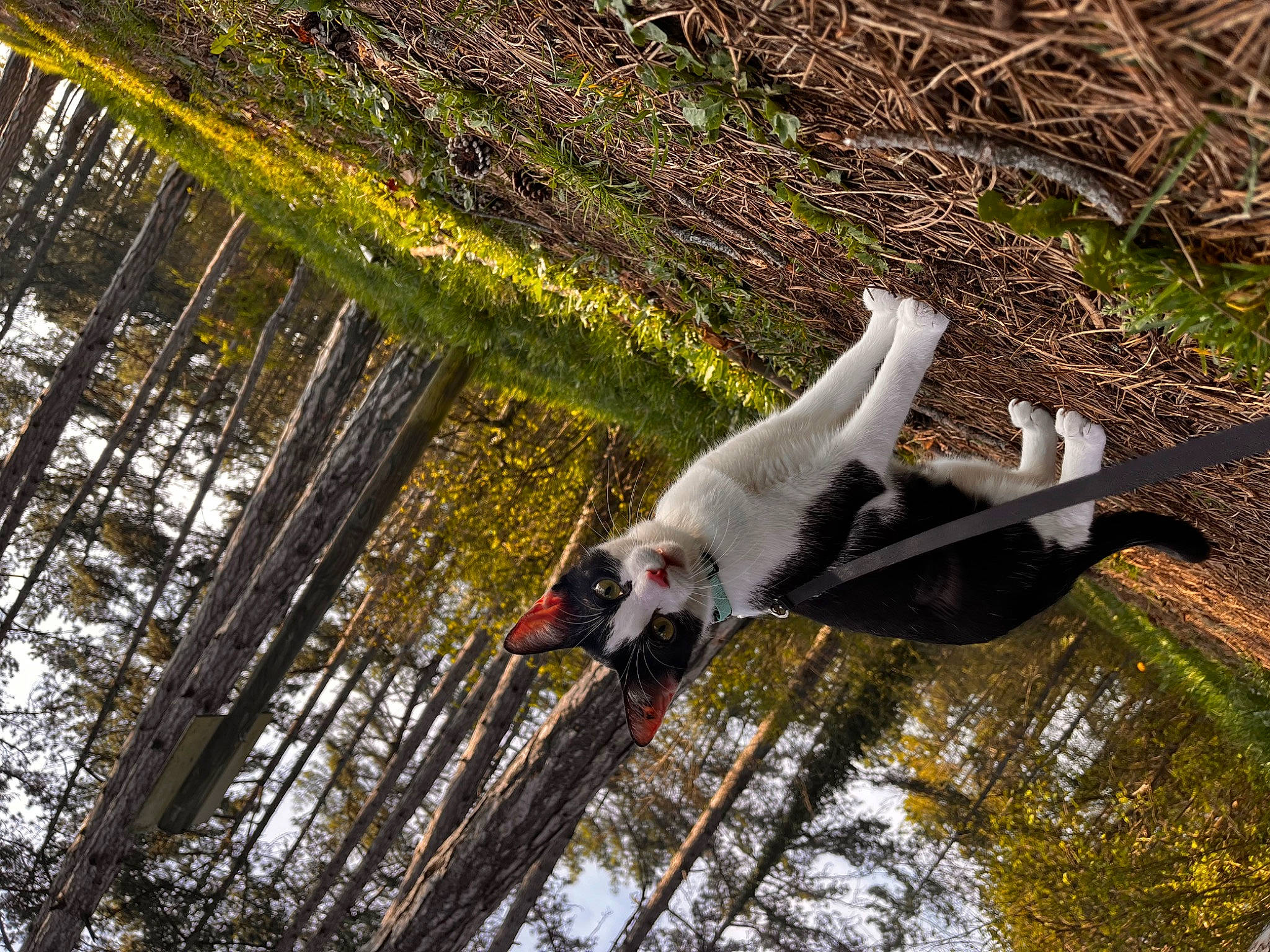 Zia a rejoint le concours — aidez-le/la à gagner de superbes lots ! _geese_and_swans, beak, bird, ciconiiformes, duck, ducks, feather, grass, grass_family, nature, plant, seabird, swan, tail, tern, twig, water, waterfowl, wildlife, wing