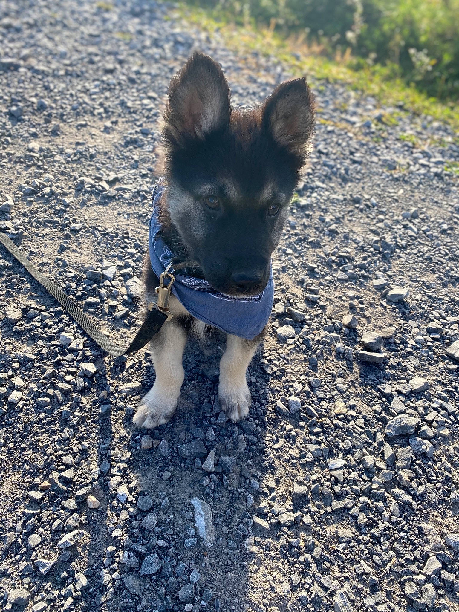 Remington is registered to the contest to win money with this photo: belgian_shepherd_malinois, canidae, carnivore, dog, dog_breed, east_european_shepherd, fawn, german_shepherd_dog, king_shepherd, kunming_wolfdog, mammal, native_american_indian_dog, norwegian_elkhound, old_german_shepherd_dog, rare_breed_dog, shiloh_shepherd_dog, snout, swedish_vallhund, vertebrate, working_dog