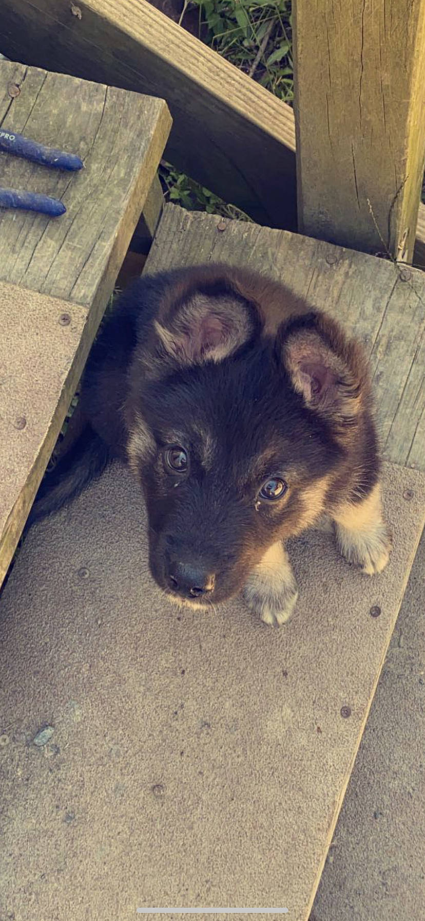 Remington is registered to the contest to win money with this photo: bohemian_shepherd, canidae, carnivore, dog, dog_breed, german_shepherd_dog, mammal, puppy, vertebrate