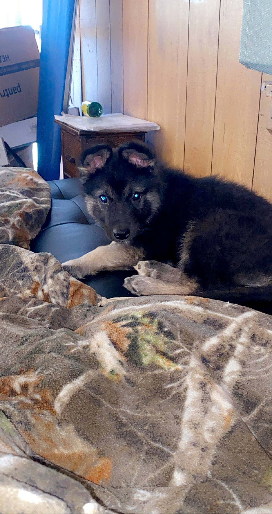 Remington joined the competition — help win amazing prizes! canidae, carnivore, cat, dog, dog_breed, domestic_short_haired_cat, felidae, mammal, small_to_medium_sized_cats