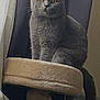 Blue participe au concours pour gagner de l'argent avec cette photo : animal, cat, cat_tree, cozy, curtains, cute, domestic, ears, feline, furniture, furry, gray_cat, indoor, looking, mammal, pet, scottish_fold, sitting, tail, whiskers