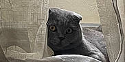 Blue participe au concours pour gagner de l'argent avec cette photo : animal, bed, cat, cozy, curious, curtains, eyes, fabric, feline, gray_cat, home, indoor, peek, pet, relaxed, resting, shadow, soft_light, whiskers, window