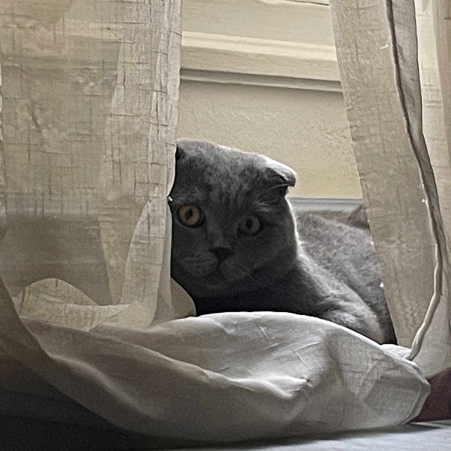 Blue participe au concours pour gagner de l'argent avec cette photo : animal, bed, cat, cozy, curious, curtains, eyes, fabric, feline, gray_cat, home, indoor, peek, pet, relaxed, resting, shadow, soft_light, whiskers, window