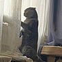 Blue a rejoint le concours — aidez-le/la à gagner de superbes lots ! amber_eyes, cat, cat_tree, cozy, curious, curtain, curtains, feline, fur, gray_cat, home, indoor, looking, pet, radiator, side_view, standing, sunlight, window, windowsill