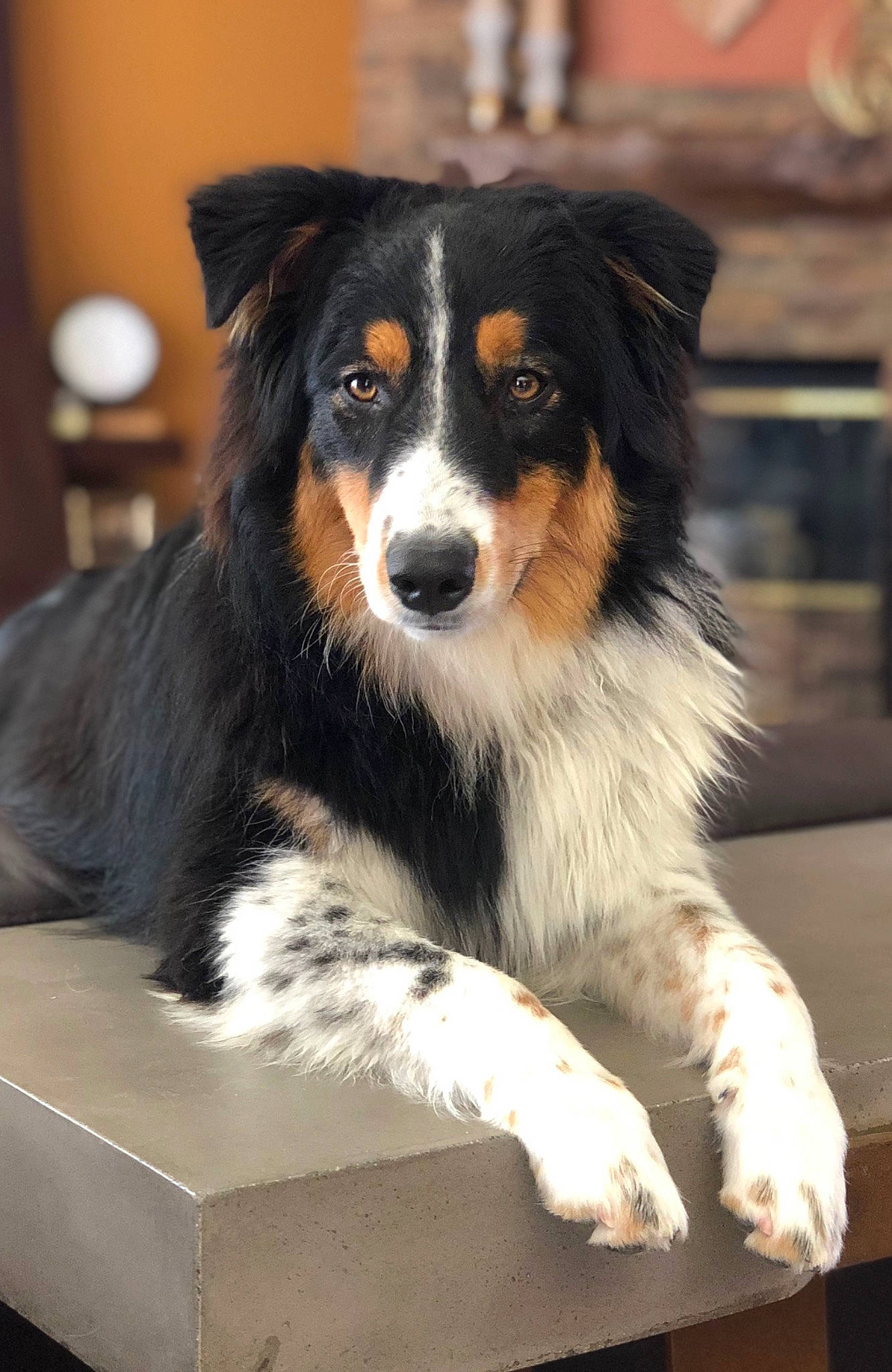 Jagger is registered to the contest to win money with this photo: australian_collie, australian_shepherd, bernese_mountain_dog, border_collie, canidae, carnivore, companion_dog, dog, dog_breed, english_shepherd, herding_dog, mammal, rare_breed_dog, scotch_collie, snout, sporting_group, vertebrate, welsh_sheepdog, working_dog