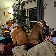 Chica is registered to the contest to win money with this photo: blanket, bottle, brown, christmas_tree, couch, curtains, decorations, dog, foot, indoor, lamp, living_room, person, phone, relaxing, sitting, table, tattoo, white, window