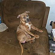 Chica is registered to the contest to win money with this photo: dog, brown_dog, couch, furniture, indoor, pet, animal, relaxed, head_tilt, living_room, home, canine, seated, domestic, carpet, blanket, table, papers, container, wall