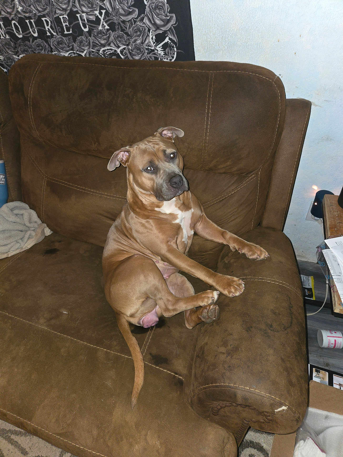 Chica is registered to the contest to win money with this photo: dog, brown_dog, couch, furniture, indoor, pet, animal, relaxed, head_tilt, living_room, home, canine, seated, domestic, carpet, blanket, table, papers, container, wall