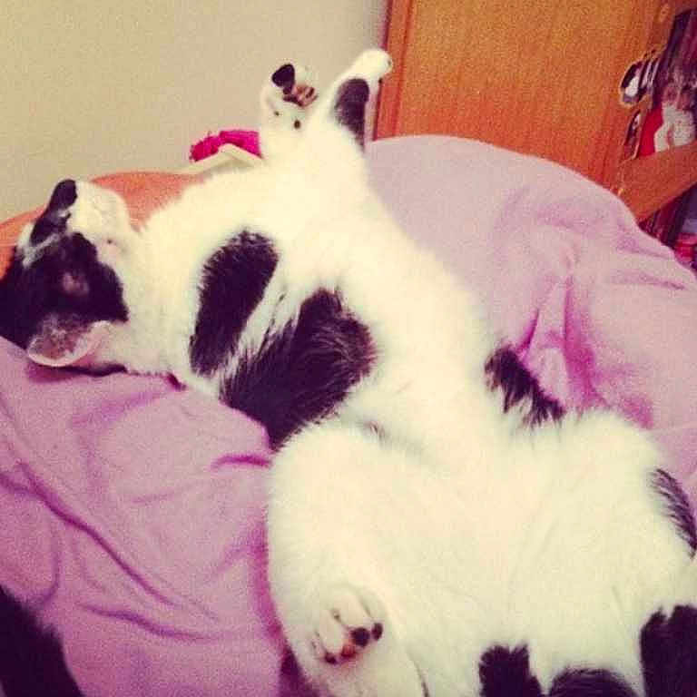 Mr Pussy Cat is registered to the contest to win money with this photo: