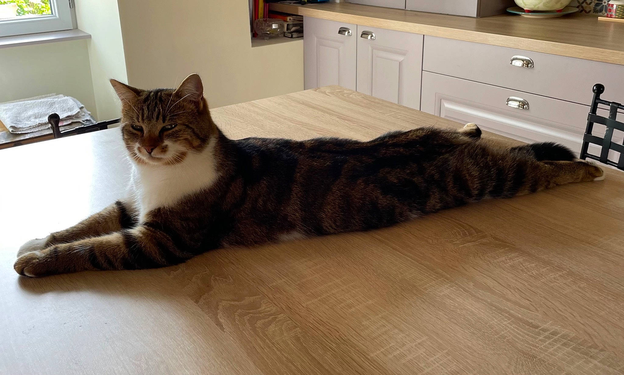 Bichette a rejoint le concours — aidez-le/la à gagner de superbes lots ! cabinetry, carnivore, cat, chest_of_drawers, comfort, drawer, dresser, felidae, floor, flooring, grey, hardwood, kitchen_stove, picture_frame, small_to_medium_sized_cats, snout, tail, whiskers, wood, wood_flooring