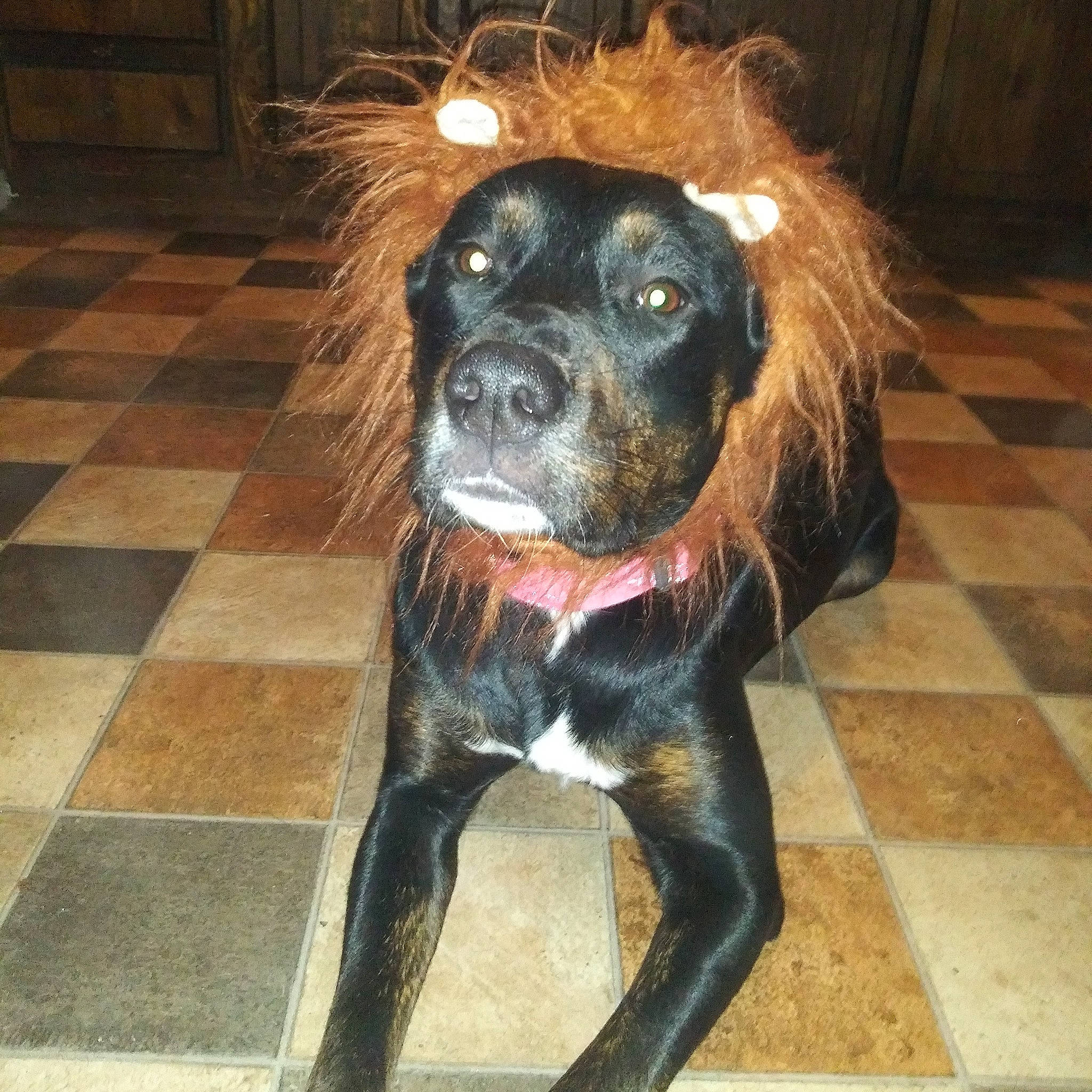 Molly is registered to the contest to win money with this photo: cane_corso, canidae, carnivore, companion_dog, dog, dog_breed, hunting_dog, mammal, rare_breed_dog, snout, spaniel, sporting_group, vertebrate, whiskers