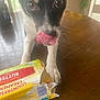 Happy joined the competition — help win amazing prizes! animal, black_and_white, butter, chewed, closeup, container, curious, dog, domestic, eyes, food_package, indoor, messy, paw, pet, playful, snout, table, tongue, wood