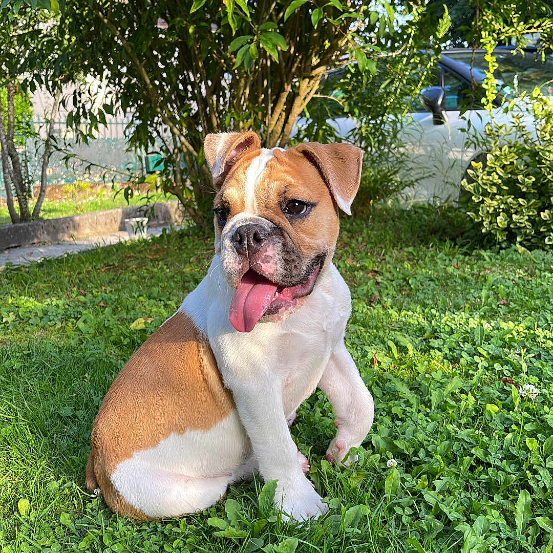 Lola participe au concours pour gagner de l'argent avec cette photo : animal, boxer, bulldog, canine, car, dog, face, grass, head, herbal, herbs, leaf, person, pet, photography, plant, portrait, puppy, tree, vegetation