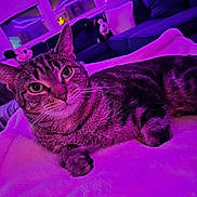 Baby is registered to the contest to win money with this photo: cat, tabby_cat, pet, animal, indoor, blanket, couch, plush_toy, living_room, furniture, purple_light, relaxing, whiskers, ears, eyes, fur, soft_texture, home, cozy, resting