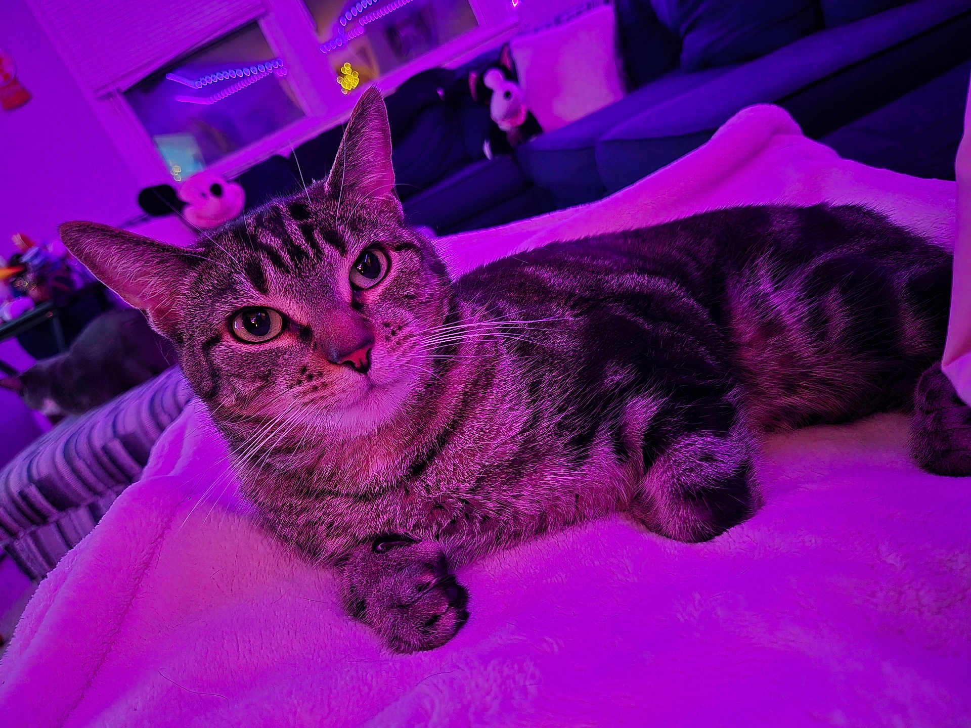 Baby is registered to the contest to win money with this photo: cat, tabby_cat, pet, animal, indoor, blanket, couch, plush_toy, living_room, furniture, purple_light, relaxing, whiskers, ears, eyes, fur, soft_texture, home, cozy, resting